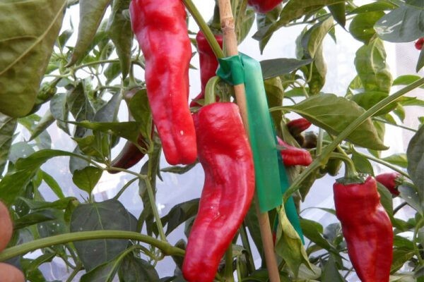 RARE✿ Italian Heirloom Pepperoncini Pepper 15 Seeds ●Popular Pickling Pepper