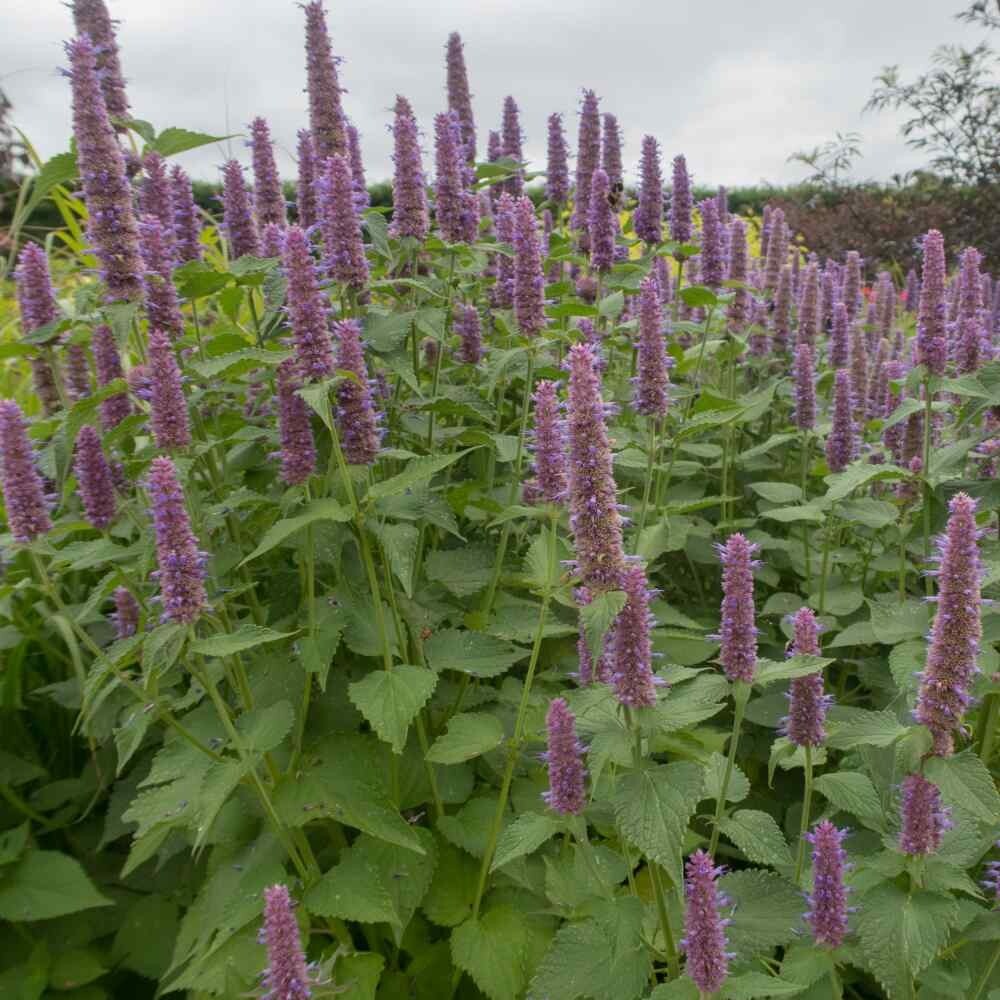 Anise Hyssop -100 Seeds – Licorice Fragrance- Violet-Blue – Agastache foeniculum