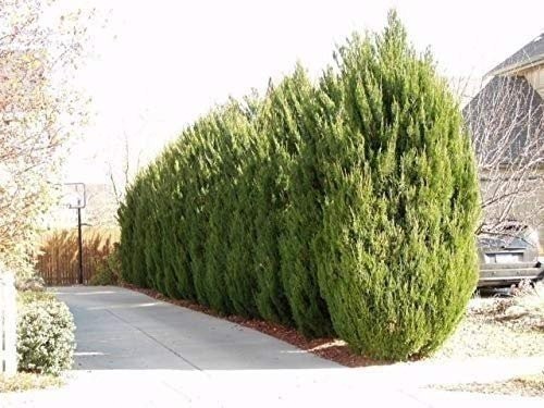 Spartan Juniper – Live Trees – Juniperus Chinensis – Evergreen Screening…