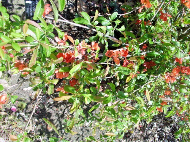15 CORALINE QUINCE SEEDS – chaenomeles x superba cv corallina
