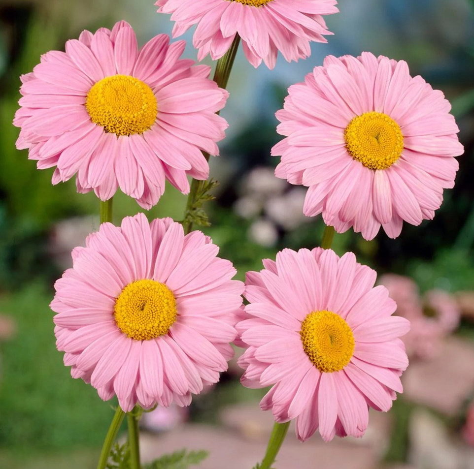 100 Seeds| Robinson’s Mix Daisy Seeds – #N006