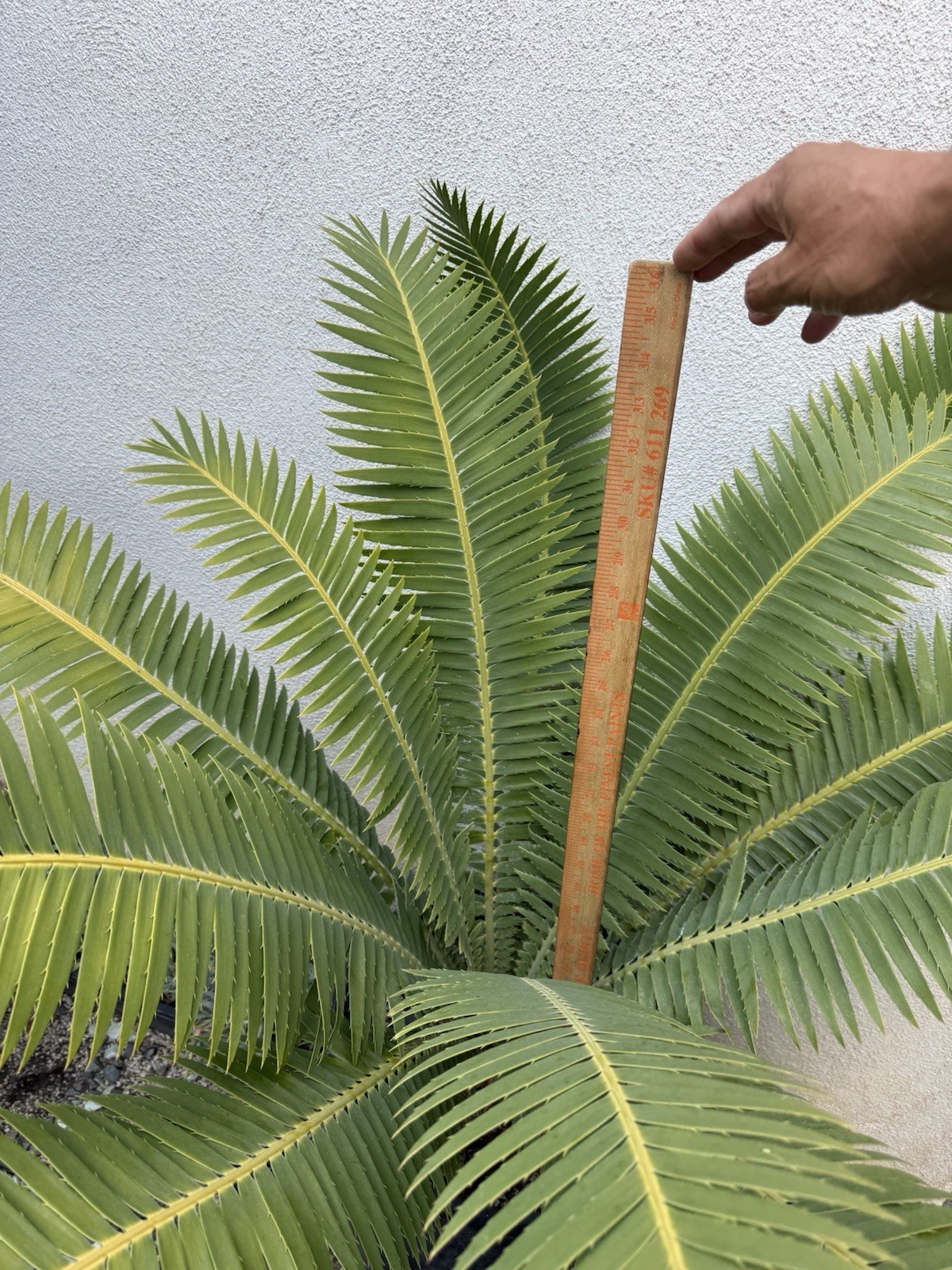 Dioon spinulosum (Mexican Cycad)