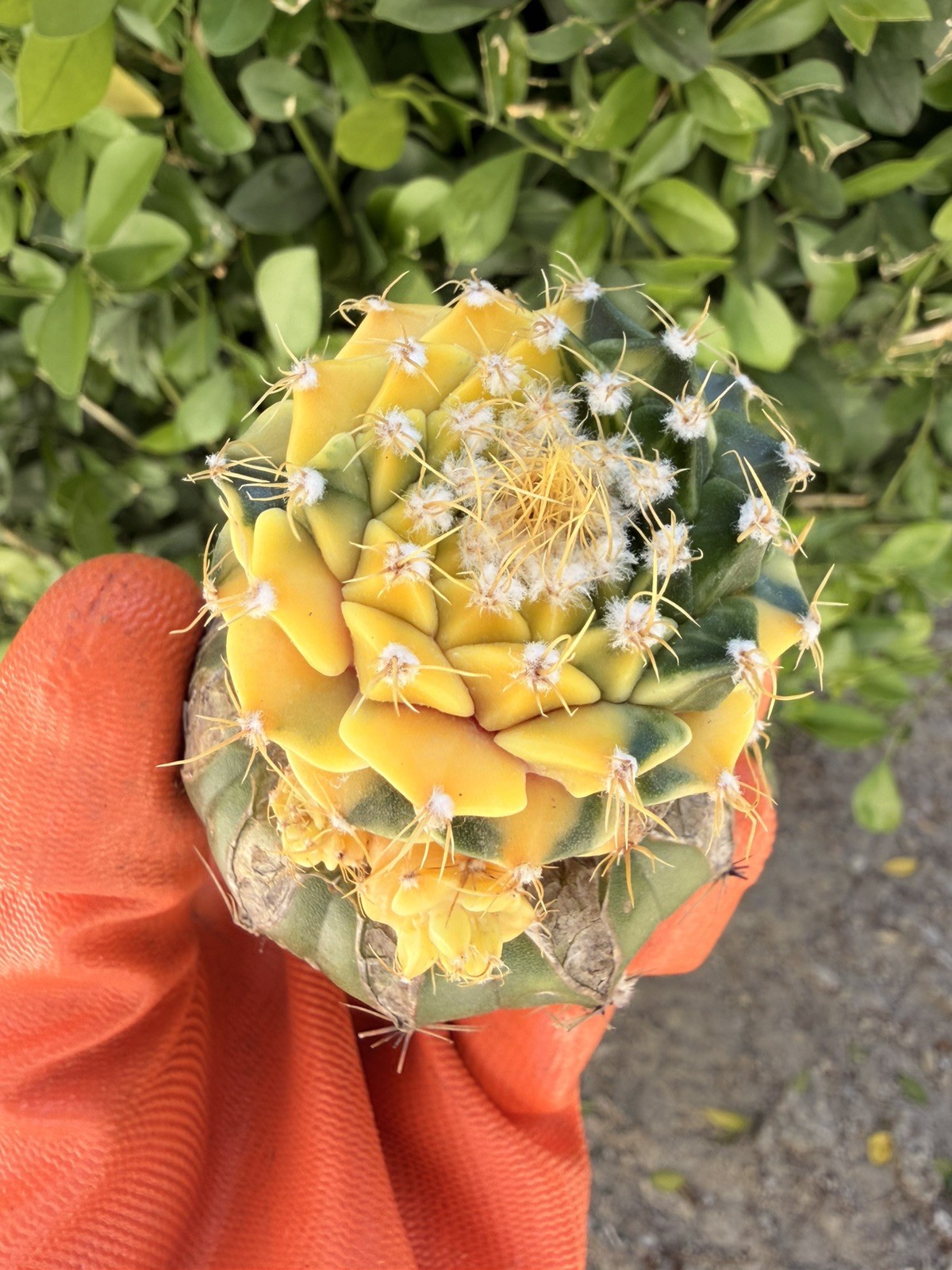 Rare Cactus Variegated Grafted