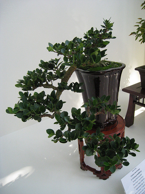 Natal Plum, Carissa macrocarpa, (Carissa grandiflora), Shrub Seeds (Fast Edible)