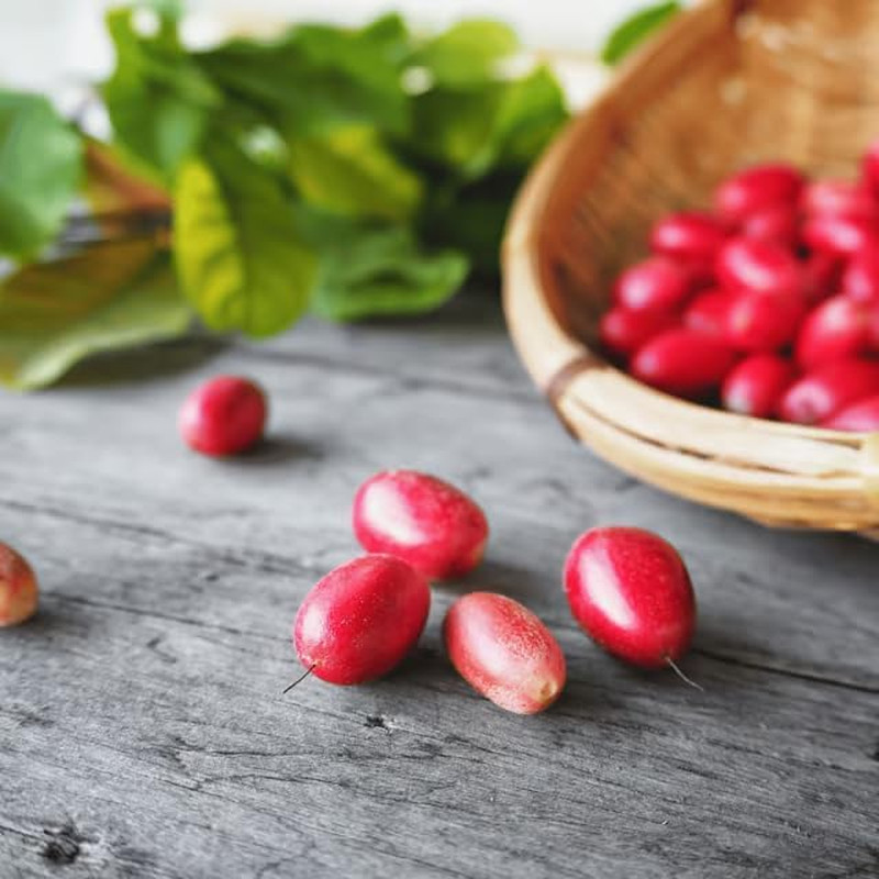 Miracle Berry Seeds – 35 Count – Fresh Synsepalum Dulcificum Tropical Fruit Seed