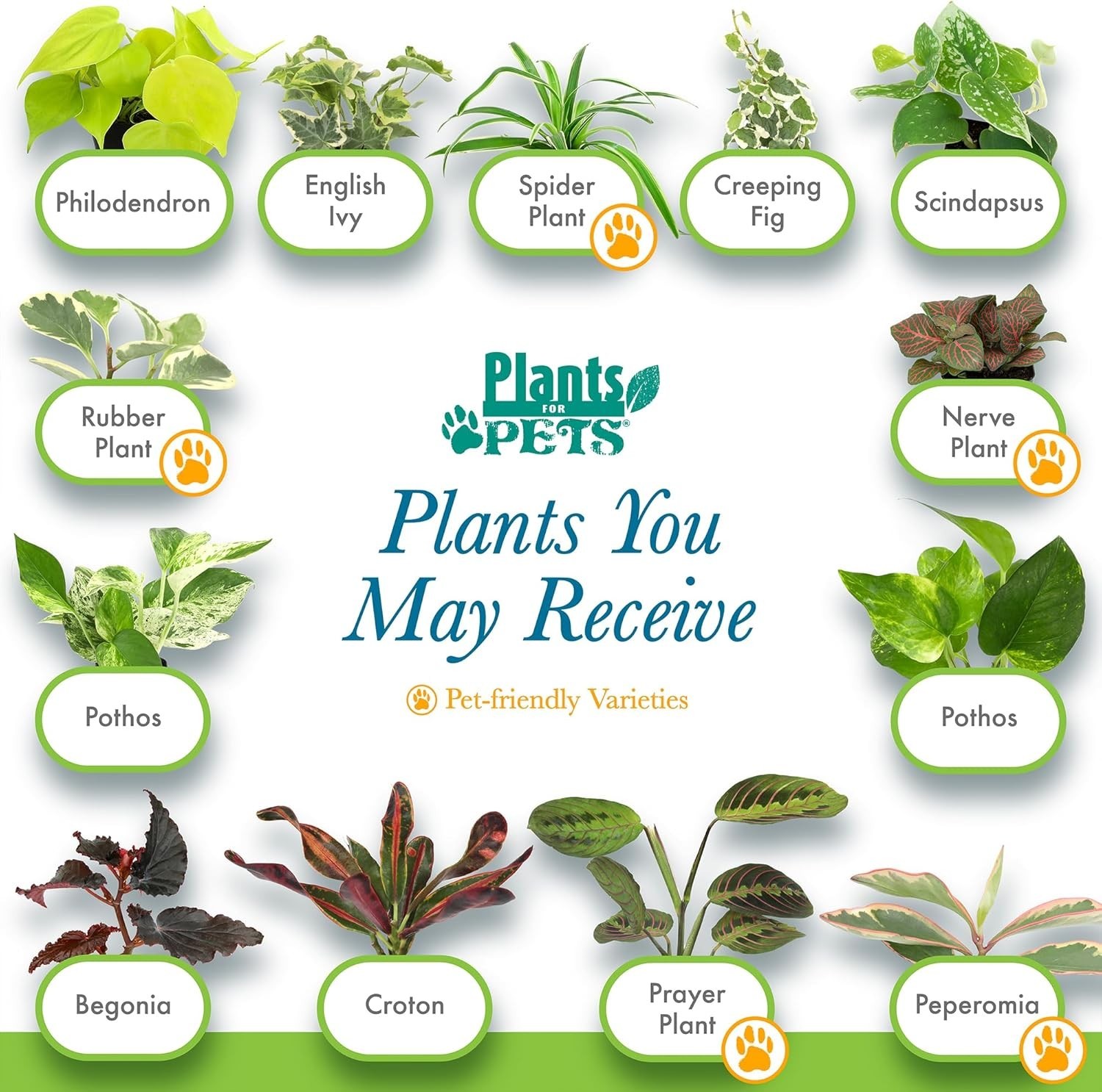 2″ Potted Mini Indoor Plants – 12 Varieties