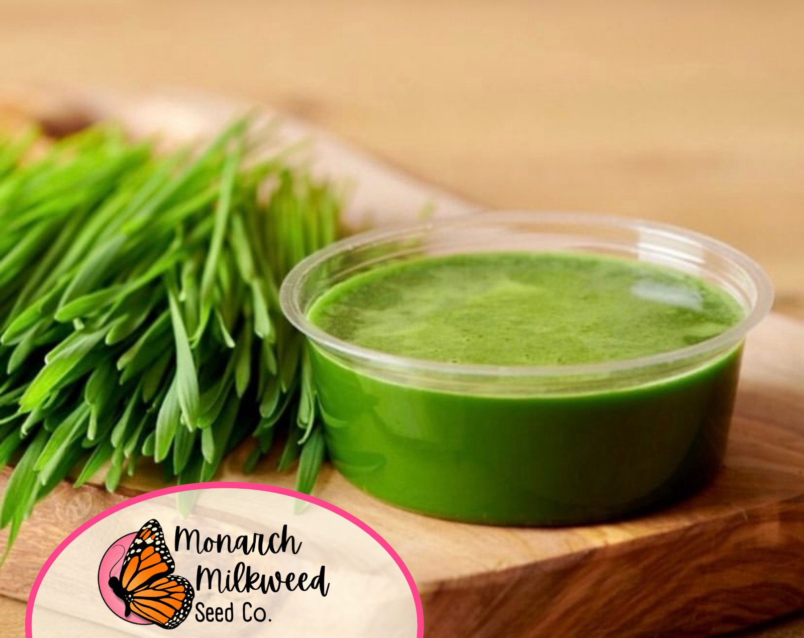 625+ Wheatgrass Seeds for Growing Catgrass or Wheatgrass Juicing, Superfood