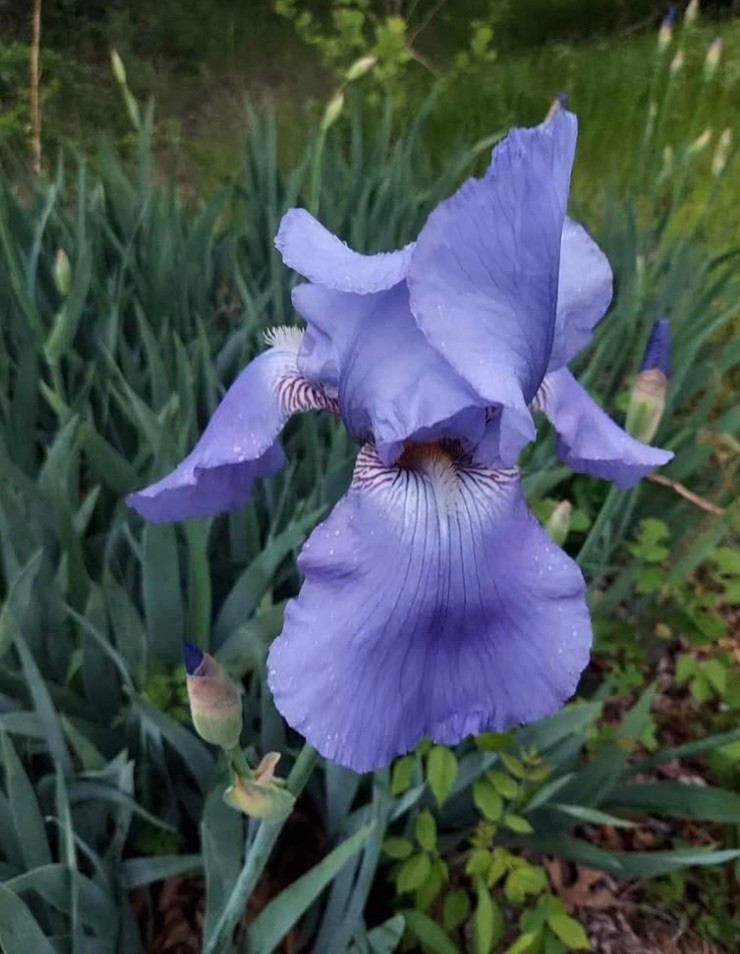 Bearded Iris Rhizomes 7pk Mixed Blue