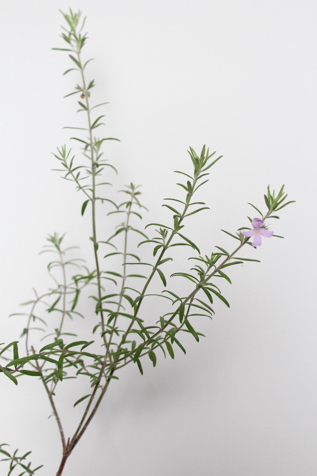 Coastal Rosemary, 2 Inch Pot, Purple Flowering Evergreen Shrub