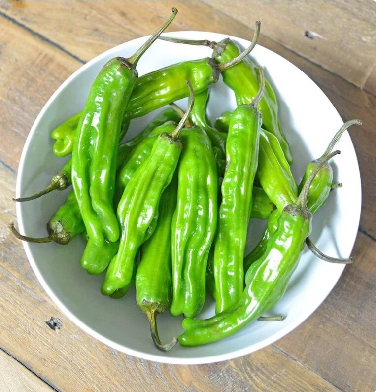 One Healthy Shishito Live Pepper Plants in 4″ Nursery Pot