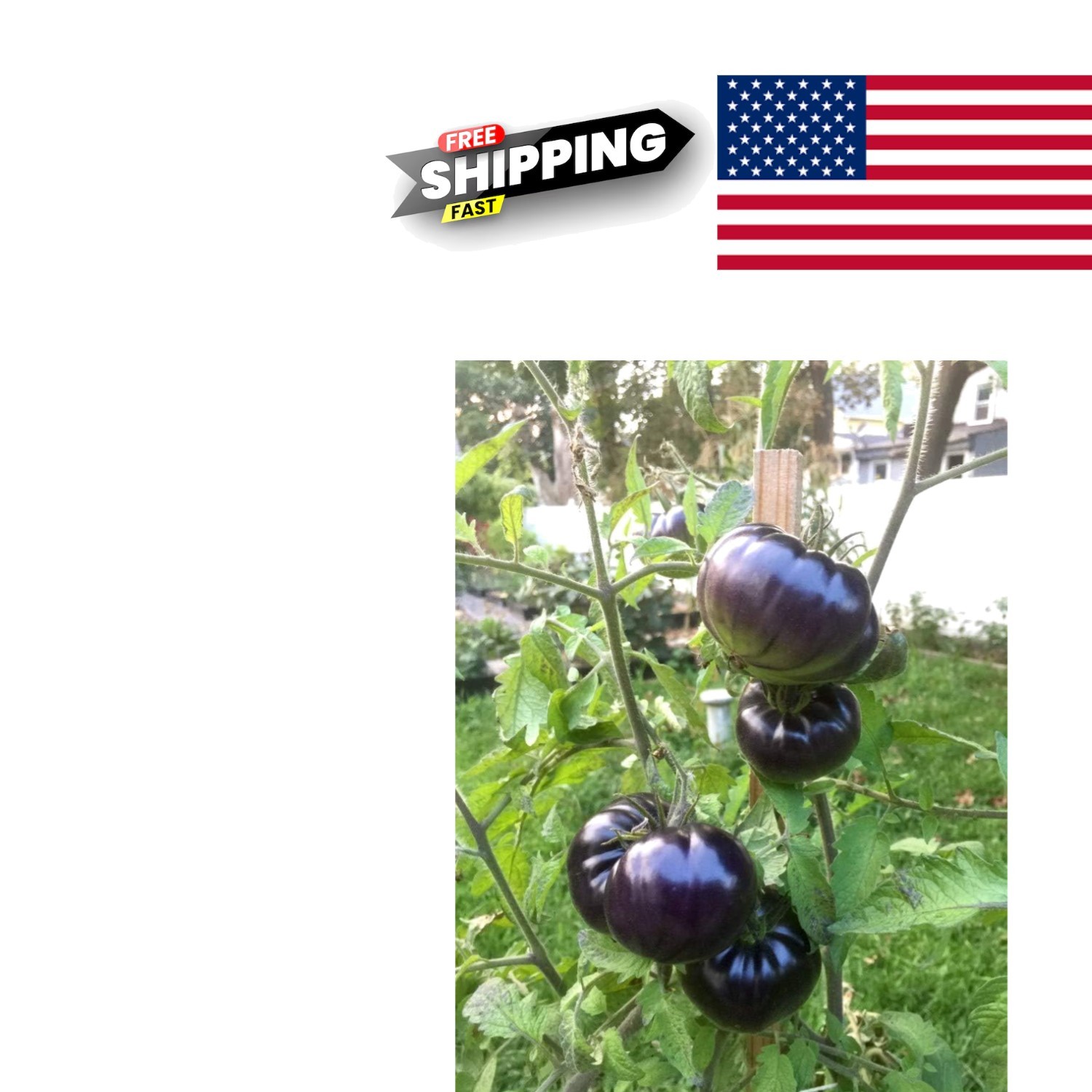 Black Beauty Beefsteak Heirloom Tomato Seeds Packet for Planting