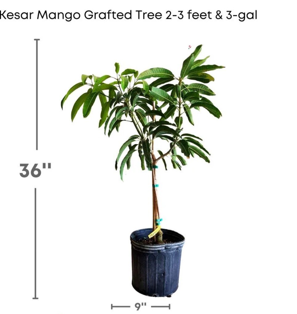 Kesar MANGO TREE GRAFTED (2-4 Feet Tall). Ship To All States
