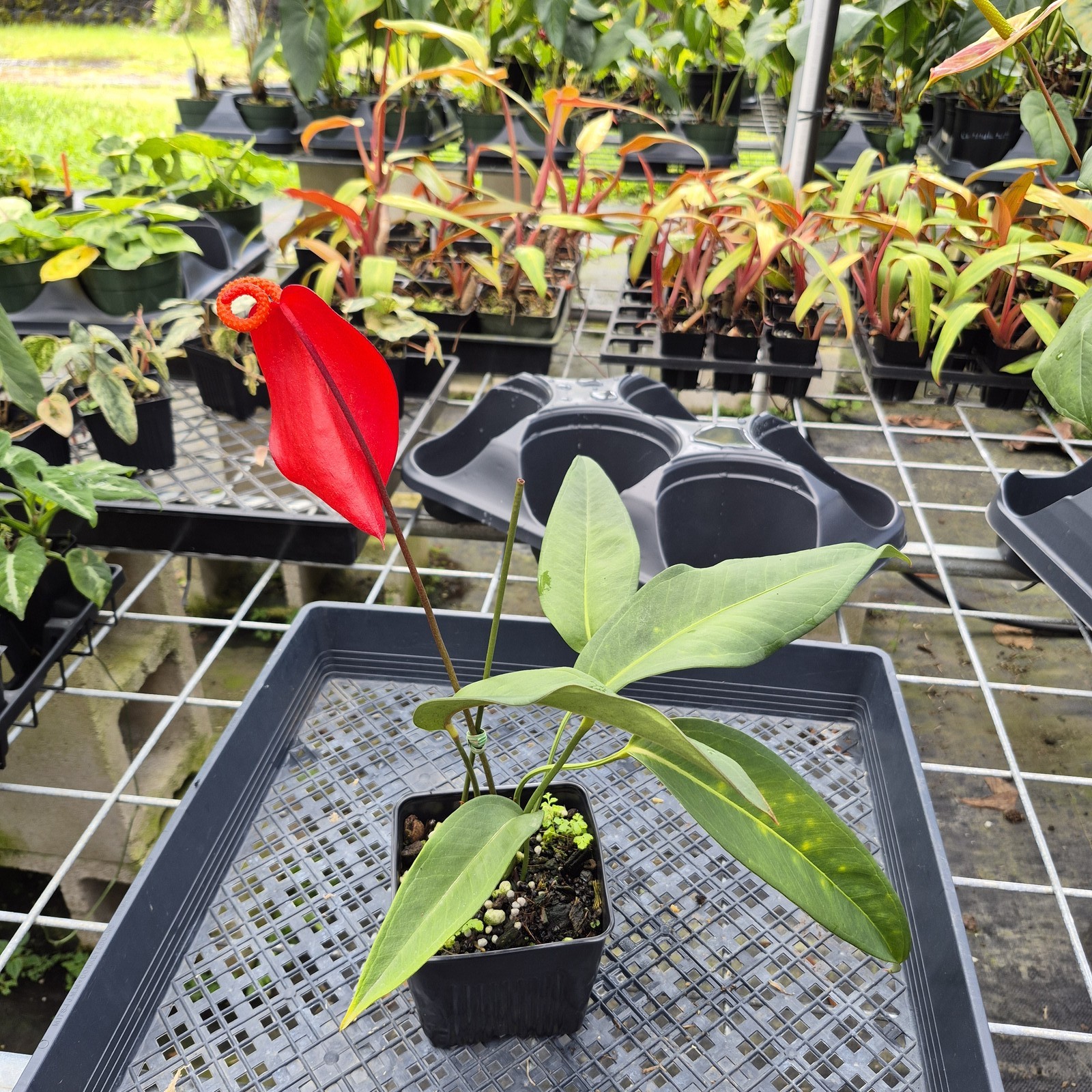 Anthurium Scherzerianum “Pig Tail”, Exact Plant Ships Nationwide