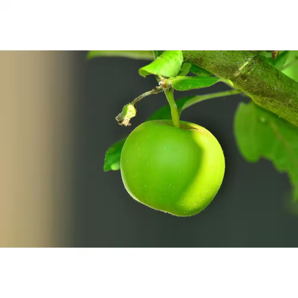 4-In-1 Apple Jubilee Tree Bare Root