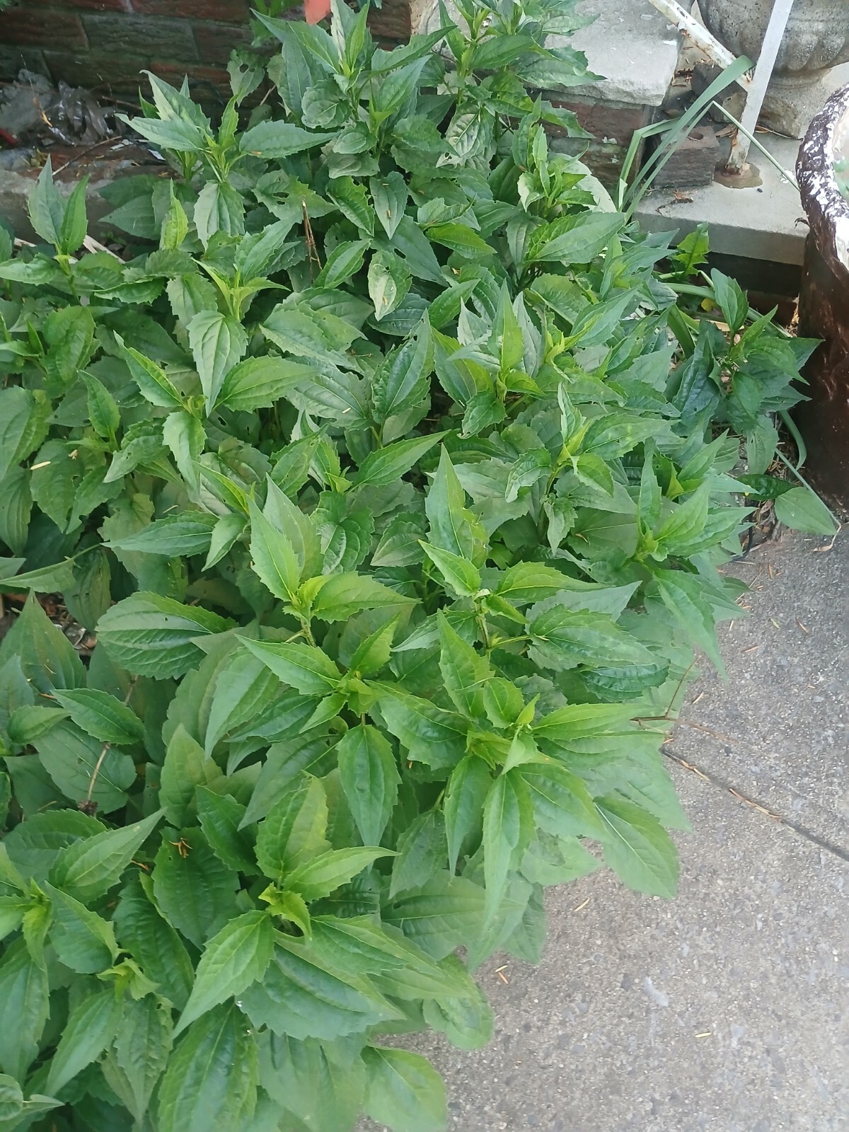 BLACK EYED SUSAN SEEDS Tender Perennial Pollinators Non-GMO Seeds