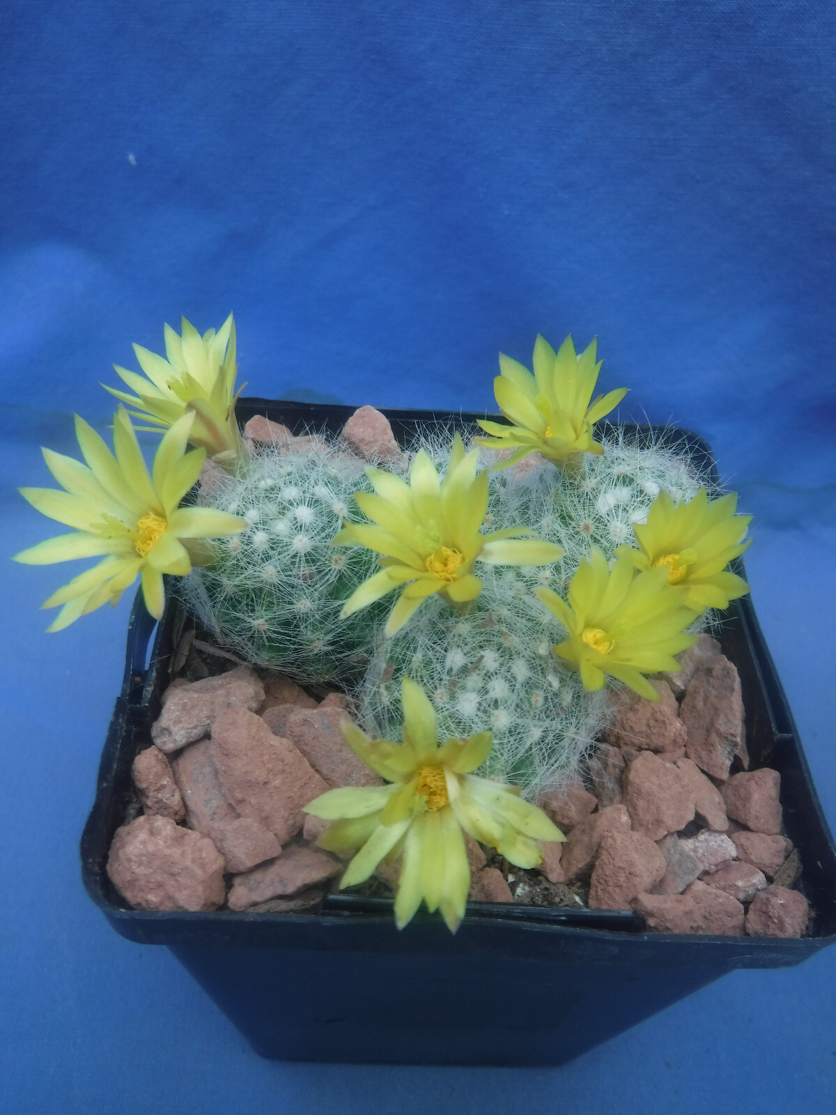 Mammillaria baumii Cactus 3 or 4 Plants LEMON SCENTED BLOOMS! FLOWERING SIZE!