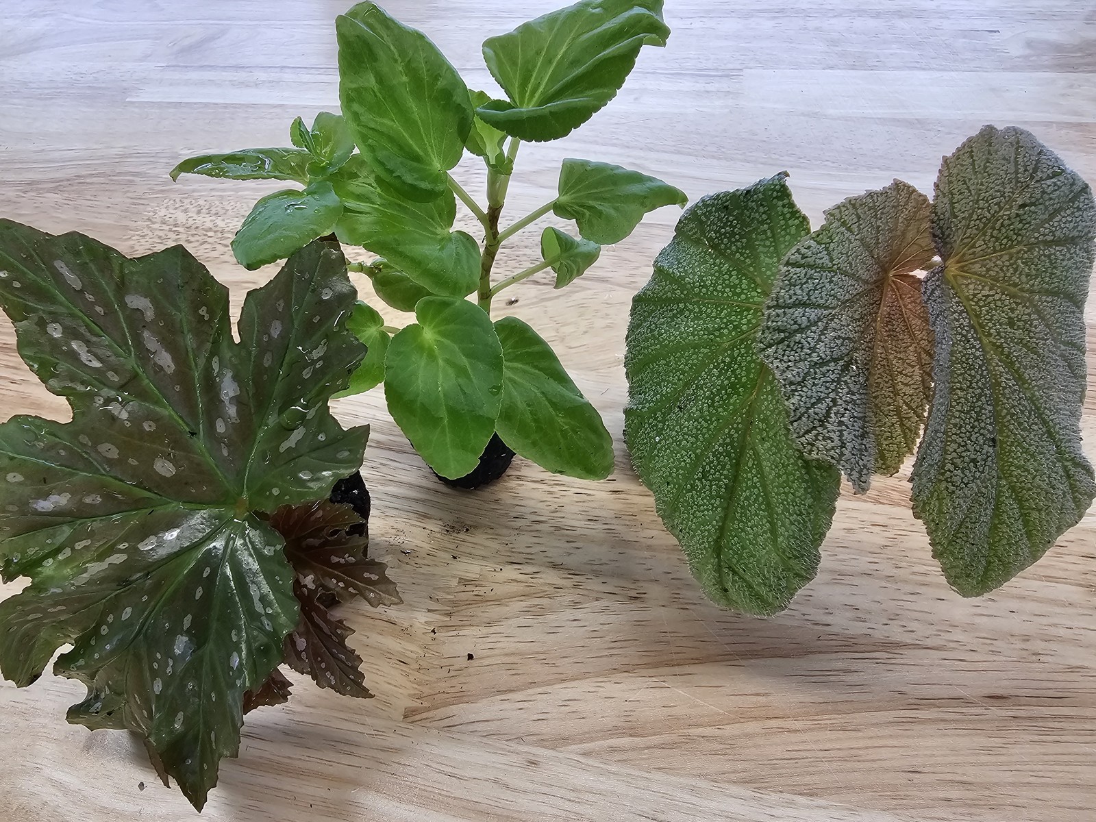 Angel Wing Begonia Assorted Starter Plant Bundle Live House Plants