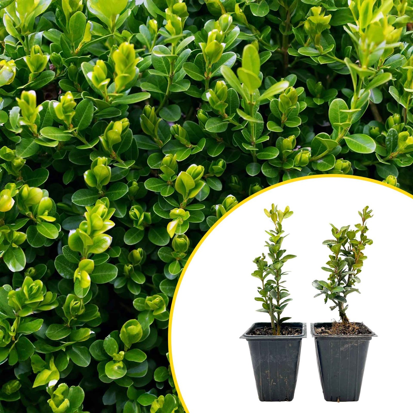 2 Highlander Boxwood Plants in 3.5″ Cube | Dense Evergreen Privacy Shrub (Buxus)