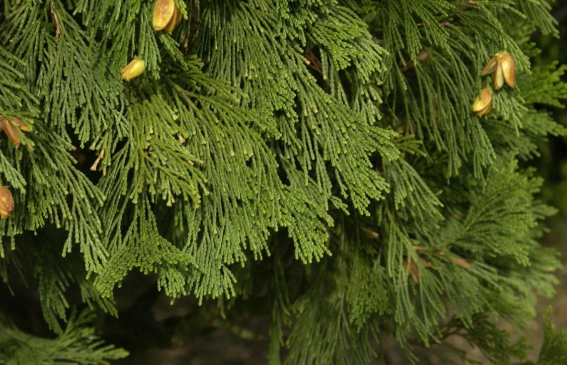 Live Incense Cedar Tree – 20–30″ Tall in 3.5″ Pot – No Ship to AK, HI, APO, PR