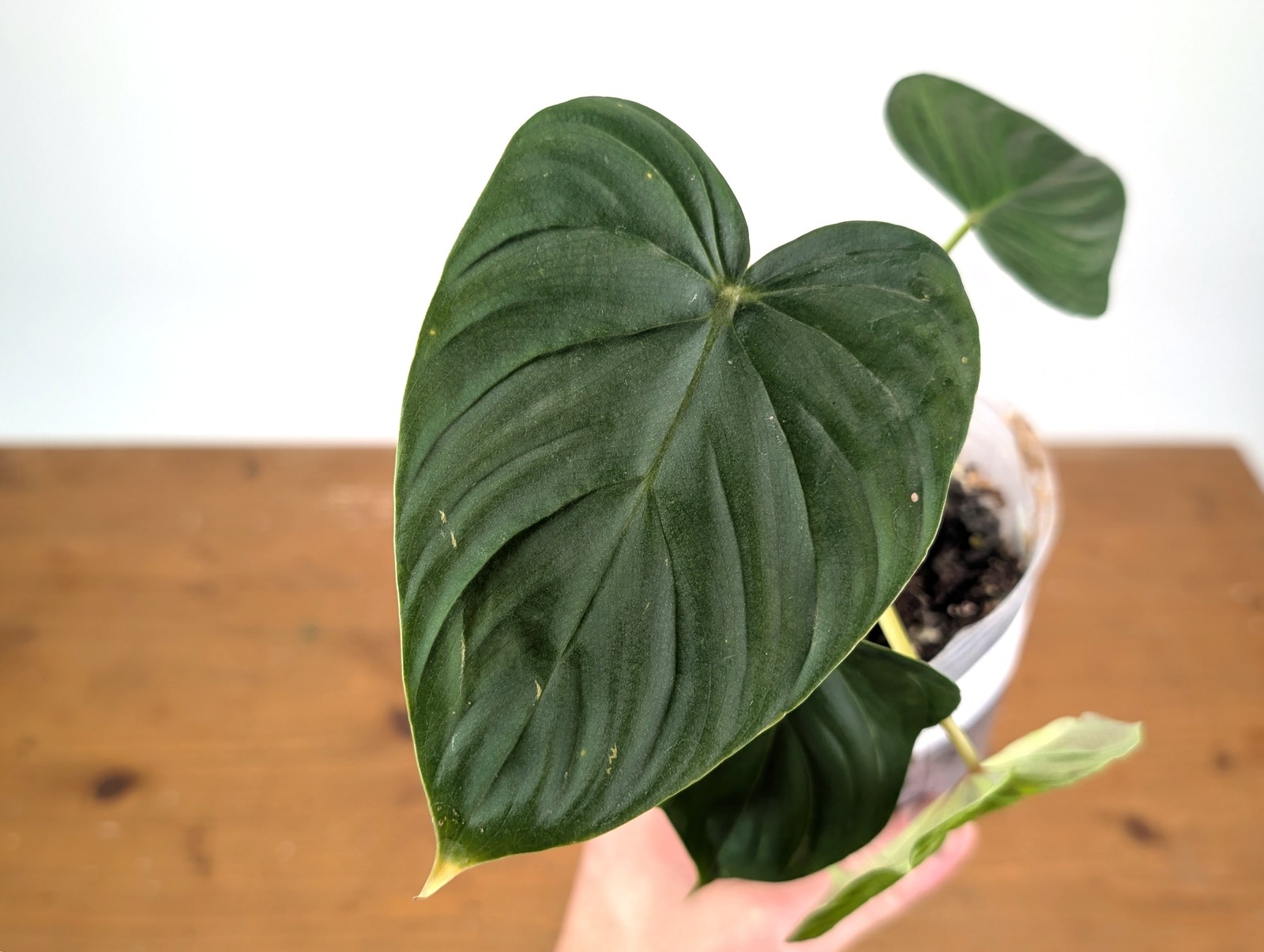 Philodendron Verrucosum 2 x Pastazanum