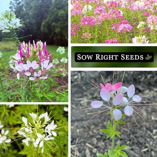 – Colour Fountain Cleome Seeds for Planting Outdoors – Spider Flower – Non 2