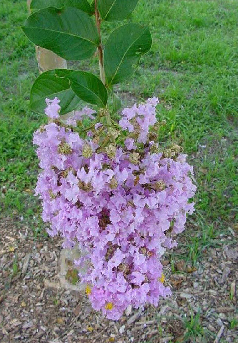 Lagerstroemia fauriei | Crape Myrtle Muskogee | 50_Seeds