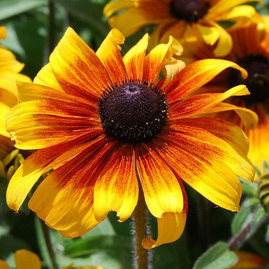 Black Eyed Susan Rudbeckia MARMALADE Dwarf Perennial Heirloom Non-GMO 500 Seeds!