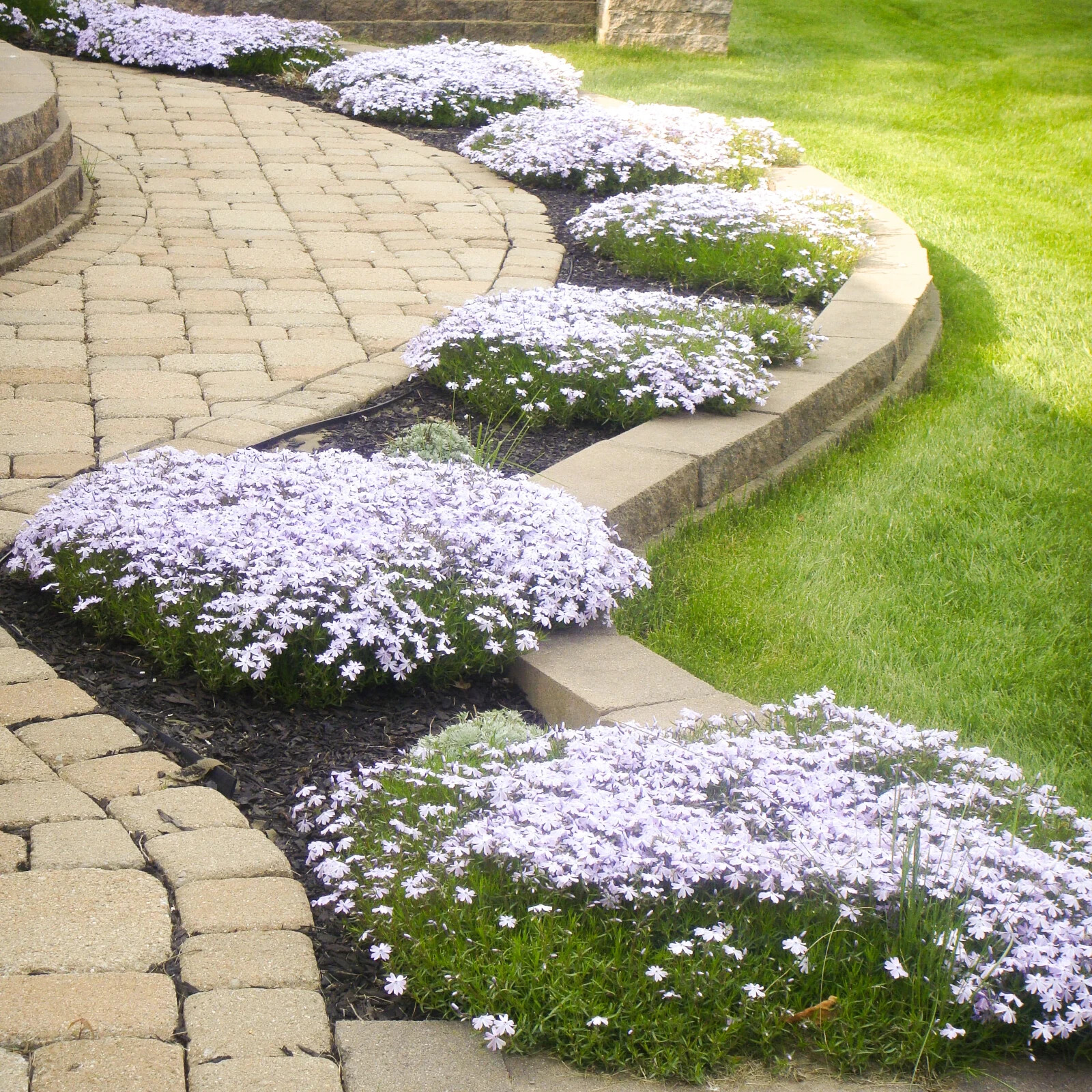 Creeping Phlox Perennial Subulata Moss Phlox Bare Root Live Plant Outdoor Garden