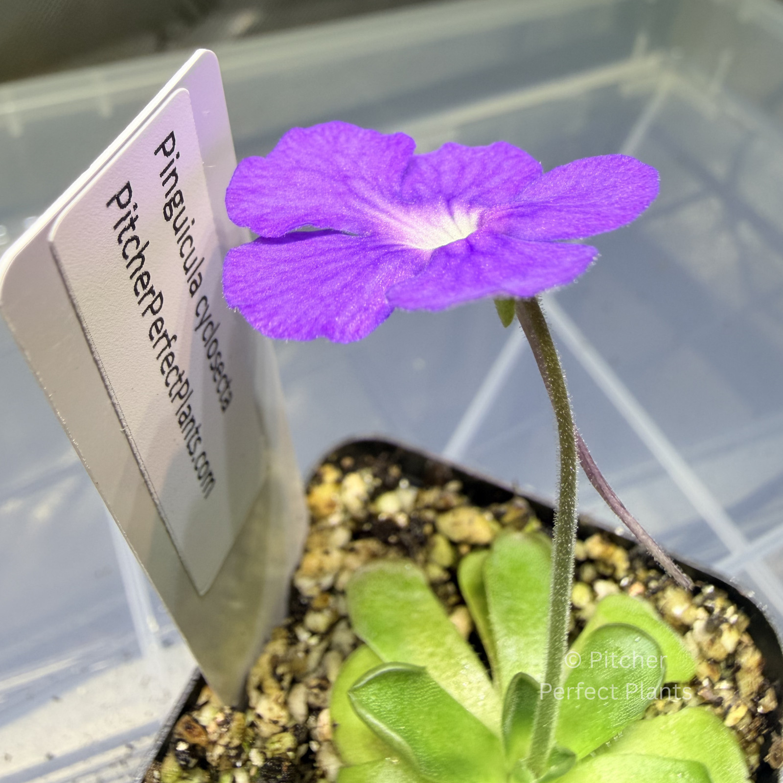 Pinguicula cyclosecta – Butterwort carnivorous plant