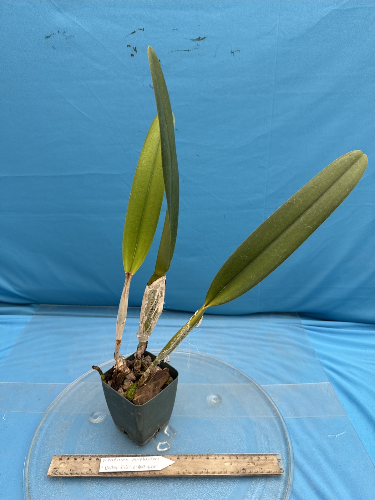 Cattleya purpurata Werkhauseri ‘Valley Isle’ X ‘AWZ USA’ Orchid Species 4” Pot