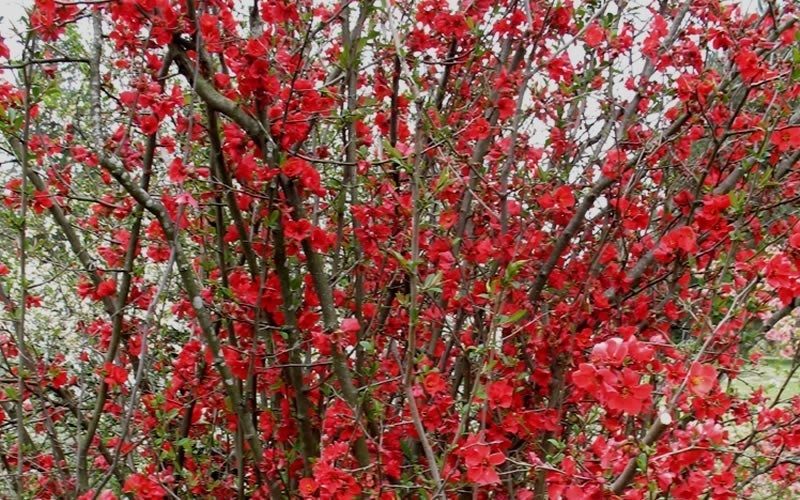 Red Flowering Quince Chaenomeles Speciosa Seedling 8+” Tall 5″ Pot Spitfire