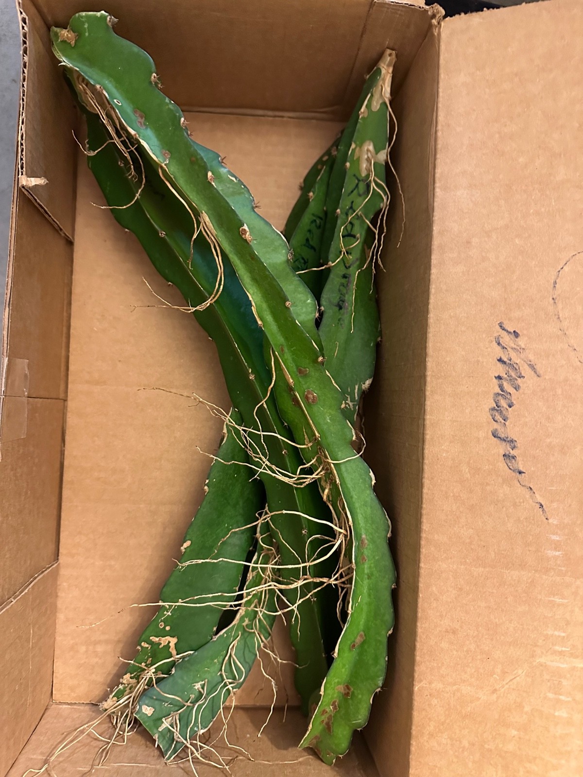 5 ct Dragon Fruit Cuttings 8-12 inches, Guaranteed Red Fruits, FREE Training