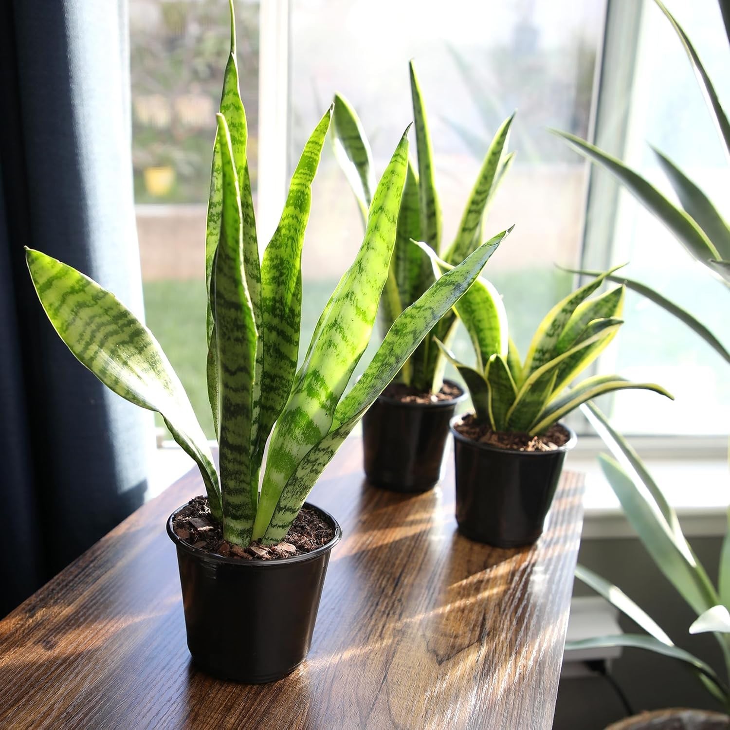 Live Snake Plant, Sansevieria Zeylanica, Indoor House Plant in Pot, Mother in…