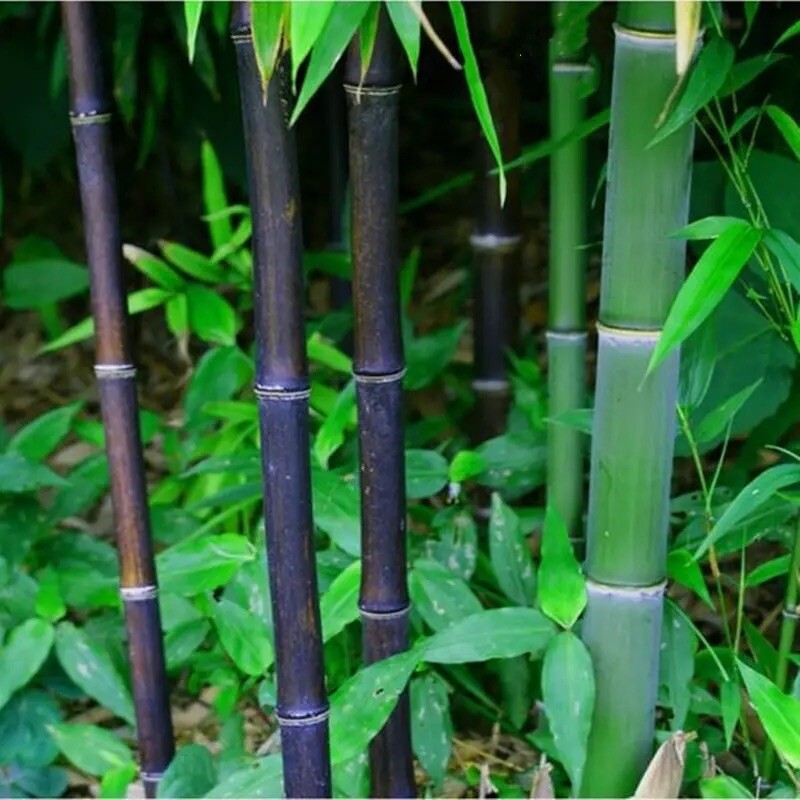 100 + Black bamboo seeds – Phyllostachys nigra. USA seller.