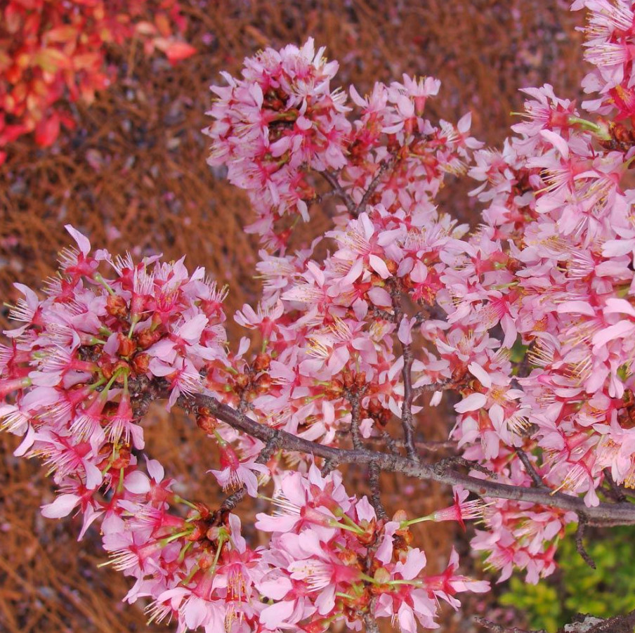 Set of 2 Okame Flowering Cherry Trees – Live Plant in 2.5-Inch Pots (6–12” Tall)