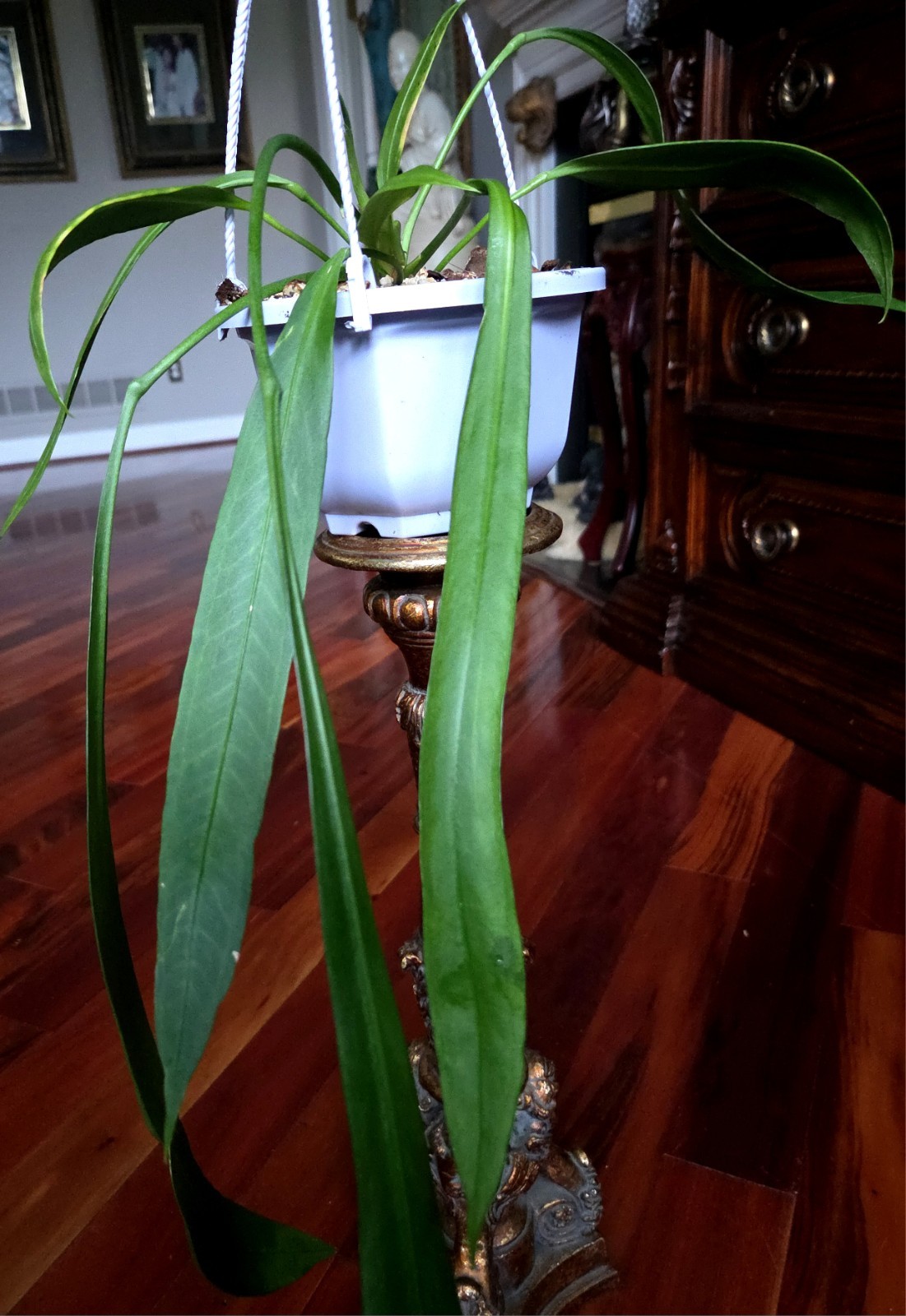Rare XL Anthurium Vittarifolium 33″ Tall 28″ Leaves Not Philodendron Monstera