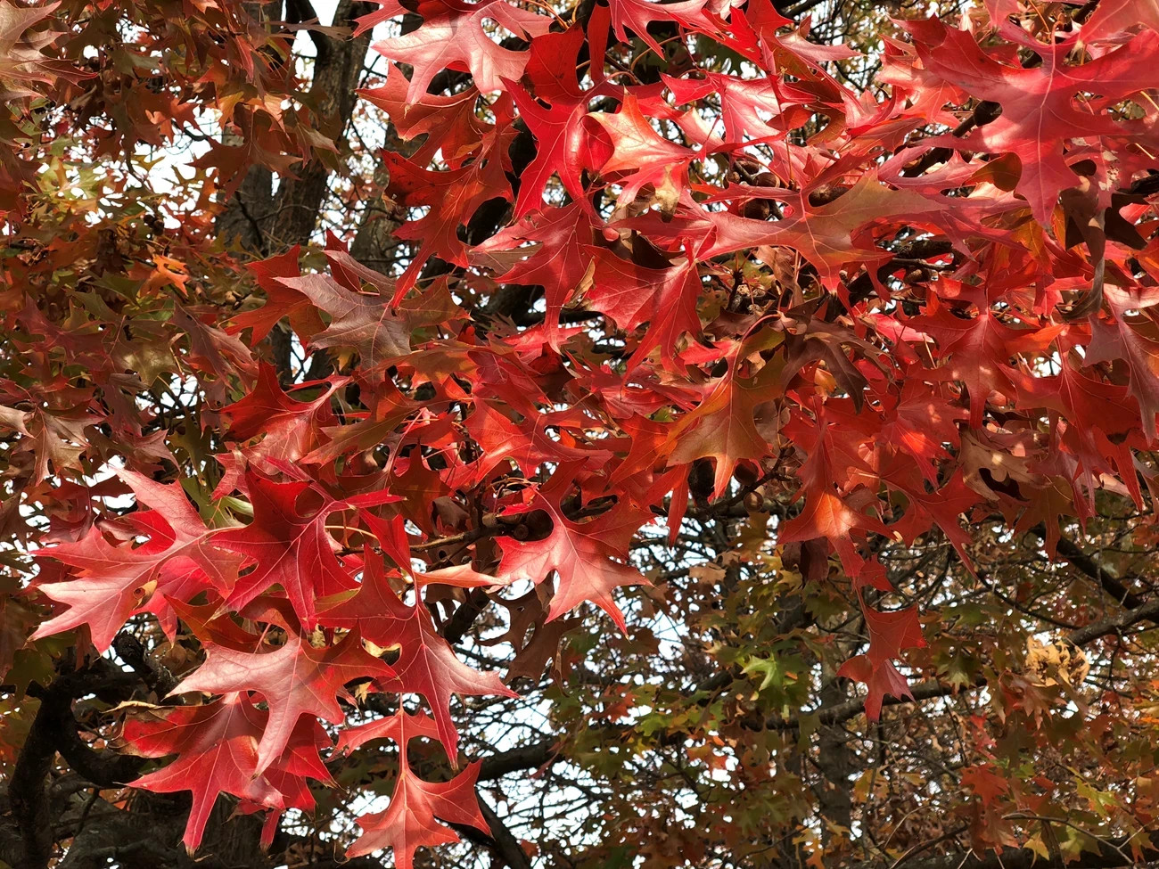5 Pin Oak Tree 12-24″ Quercus palustris Bare Root Starter Plant