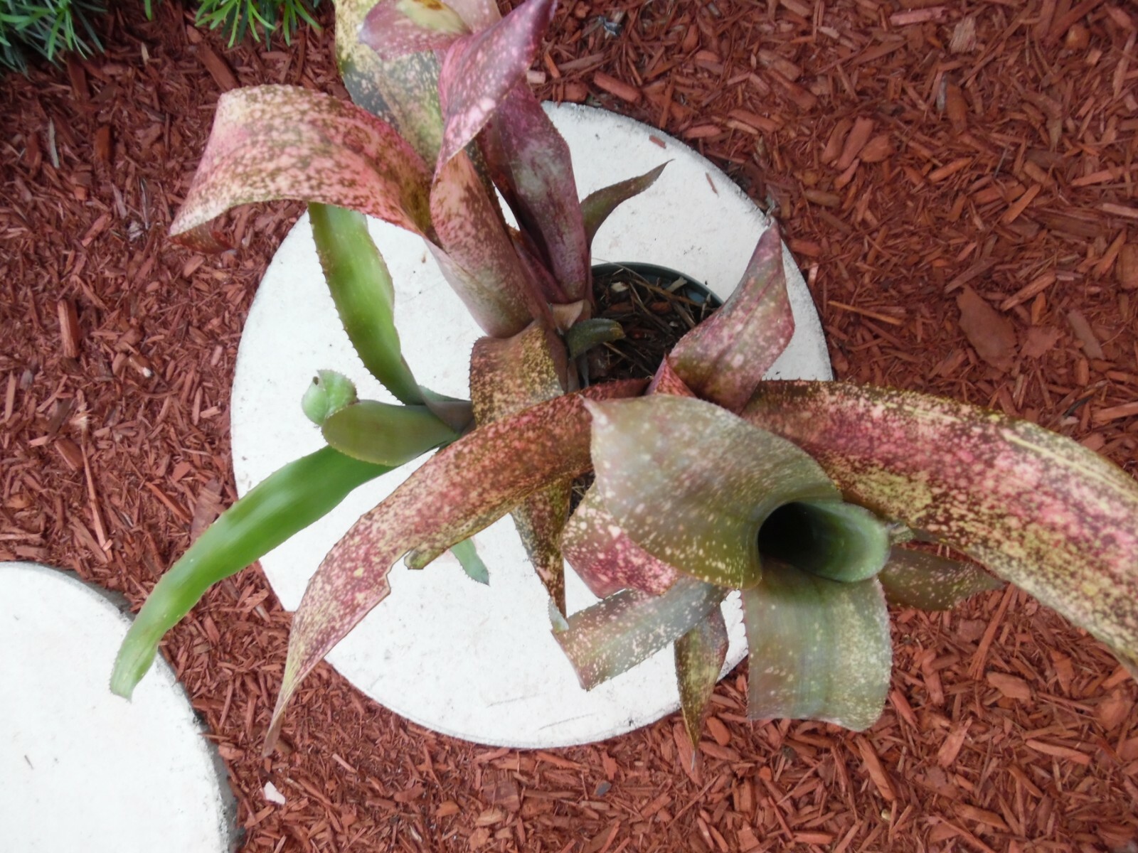 Billbergia PINK CHAMPAGNE Bromeliad one tropical plant ***SALE***