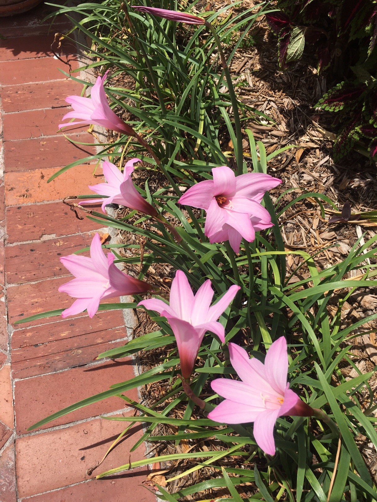 Zephyranthes Fadjar Pink Lot 102 Bulbs Rain Lilies Fairy Lily Atamasco lily
