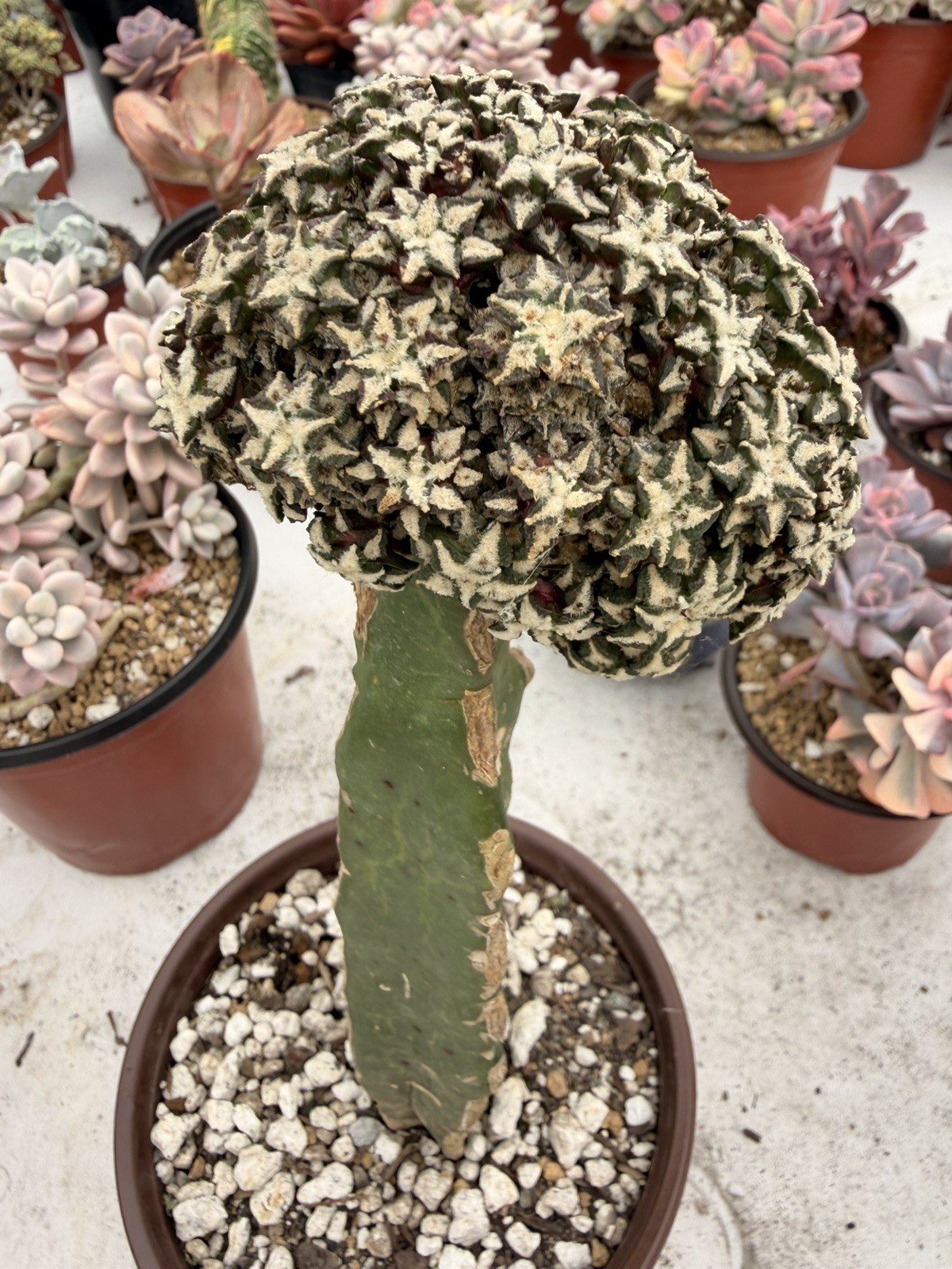 Rare Cactus Grafted
