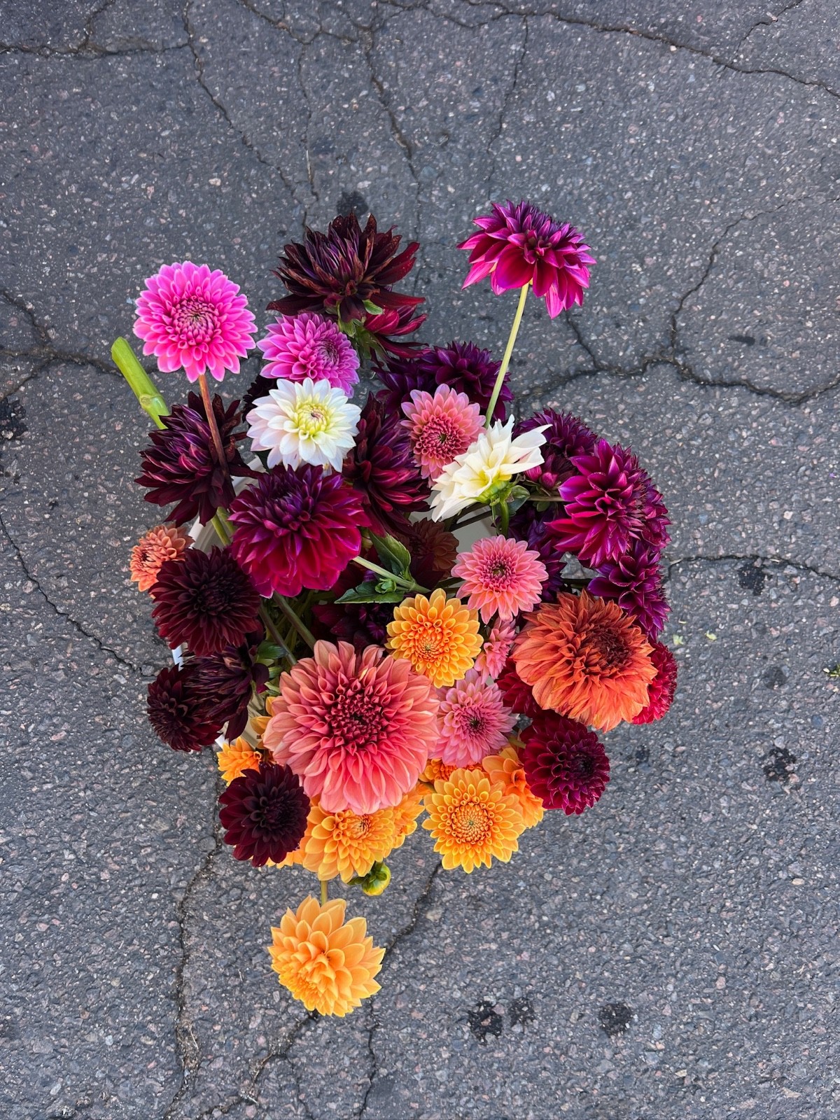 25 Color Mix Dahlia Tubers