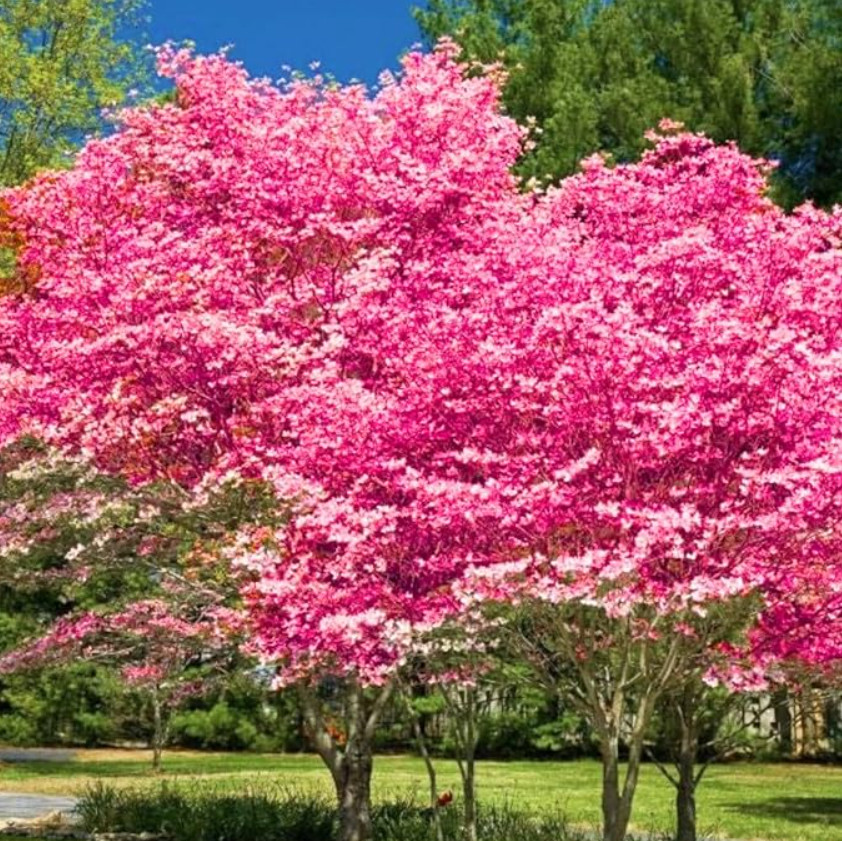 Pink Dogwood – Live Tree in Quart Pot (10–18″ Tall)