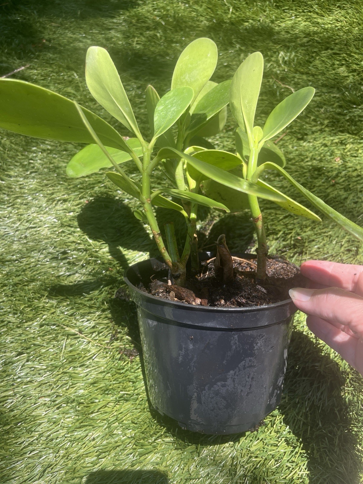 Clusia – Princess’ (Autograph Tree) – Well Rooted Plant In 6 Inch Pot