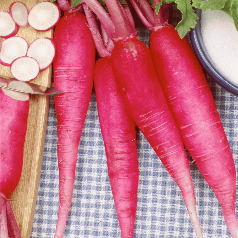 500 China Rose Radish Seeds Heirloom – Non-GMO – Always Fresh Seeds!