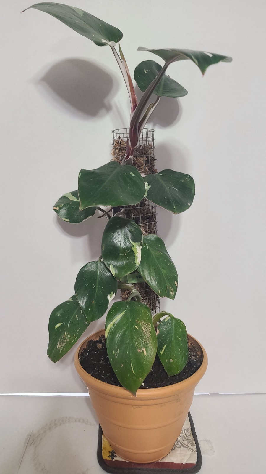 Rare Philodendron White Knight In 6in Pot With Moss Pole