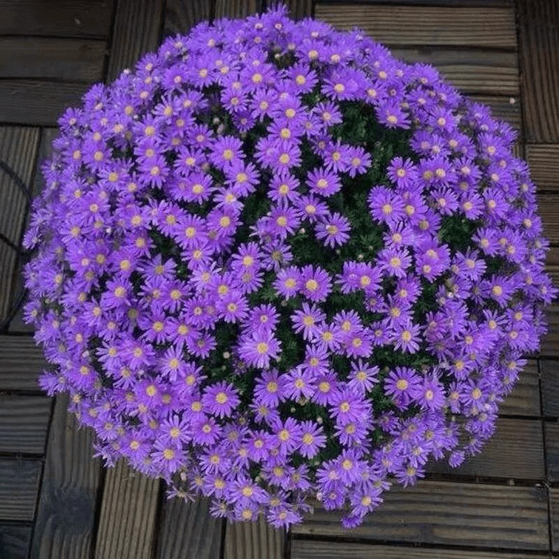 500+New England Aster Seeds Purple Perennial Native Wildflower USA
