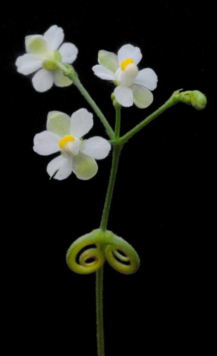 Cardiospermum halicacabum | Love in a Puff | Balloon Vine | Heartseed | 10_Seeds