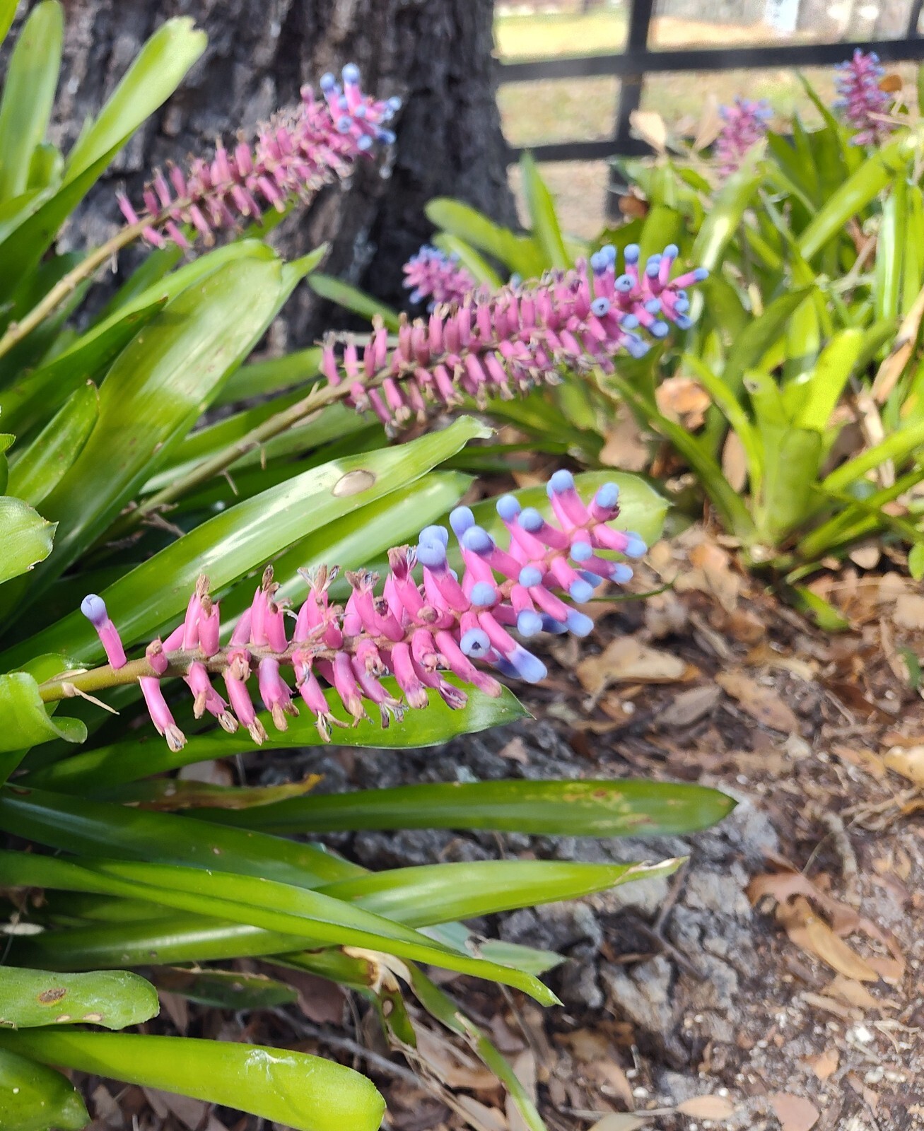Matchstick Bromeliad Aechmea Gamosepala 8-10 Inches Fresh From Florida 3 Pieces