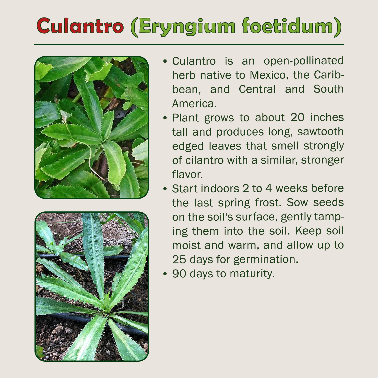 500+ Culantro Seeds, Mexican Coriander, Ngò Gai, Recao, Chadon Beni, Genuine USA