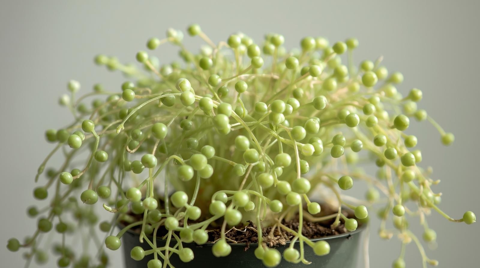 Senecio Rowleyanus String Of Pearls Rooted Starter Plant BUY 2 GET 1 FREE